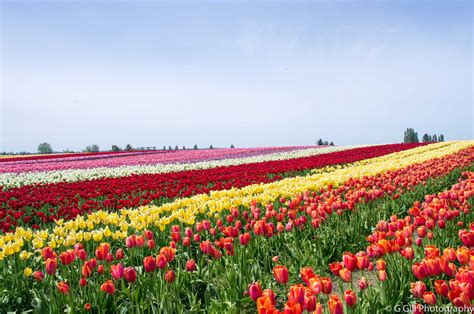 skagit valley tulip festival 2024 dates